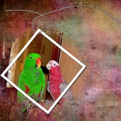 our parrots