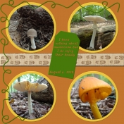 Mushroom Hike