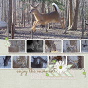 Trail Camera Deer