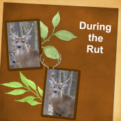 The Rut