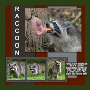 Raccoon