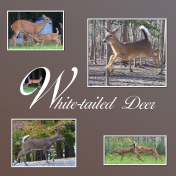 W for White-tailed Deer