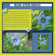 Blue-eyed grass