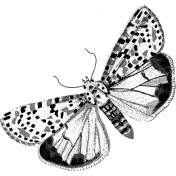 Butterfly Template 004