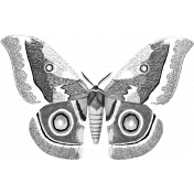 Butterfly Template 009