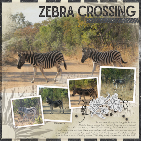 Zebra Crossing