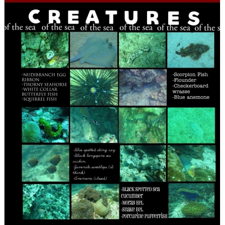 Creatures of the sea