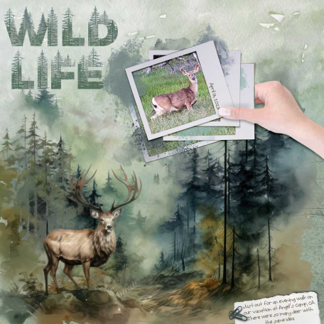 Wild Life.