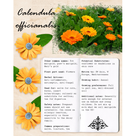 Herbal ABC - C is for Calendula