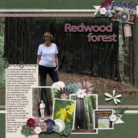 redwood Forest