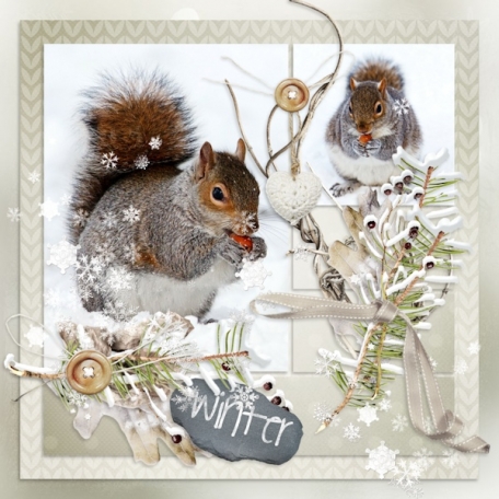 Squirrel Winter