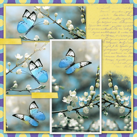 Beautiful Butterflies