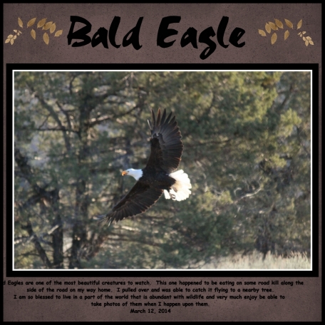 Bald Eagle