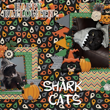 shark cats 