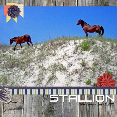 20130613_WildIslandStallion