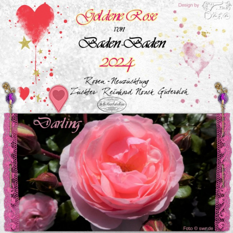 Goldene Rose - 2024 - Baden-Baden