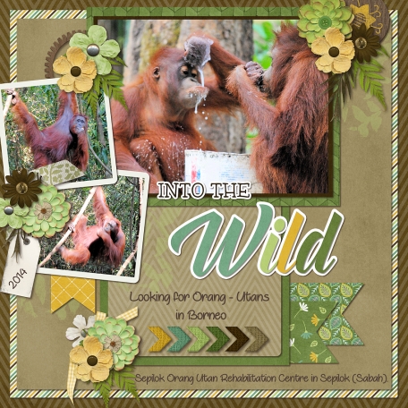 Into the wild - Borneo