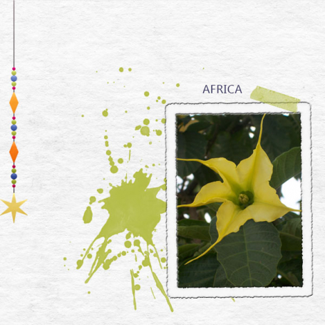 Africa Bloom