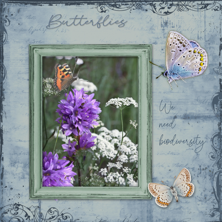 Butterflies