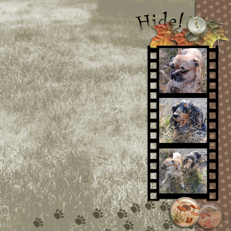 Hide