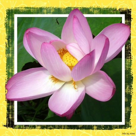 2009-07-25, Lilies