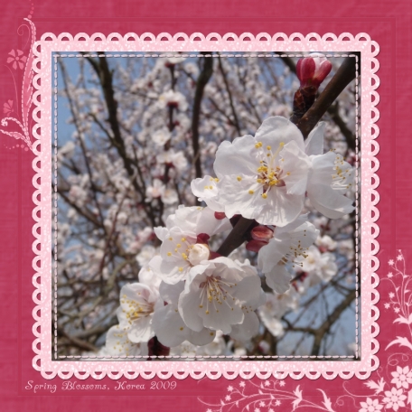 Cherry Blossoms 1