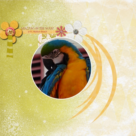 Macaw