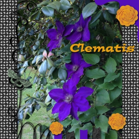 Clematis