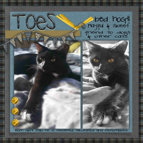 Toes - A Furbaby looking for his furever home......