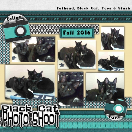 Black Cat PHOTO SHOOT