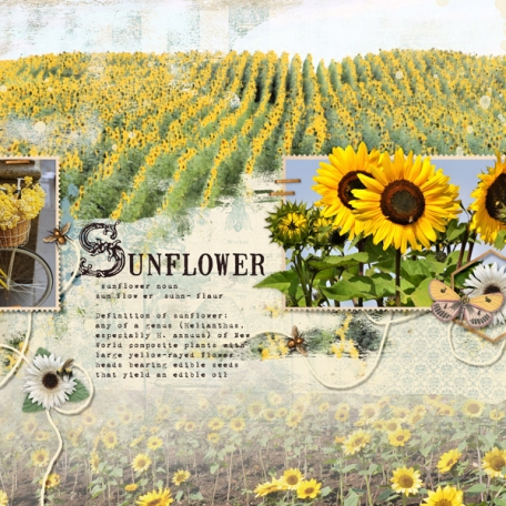 Sunflowers