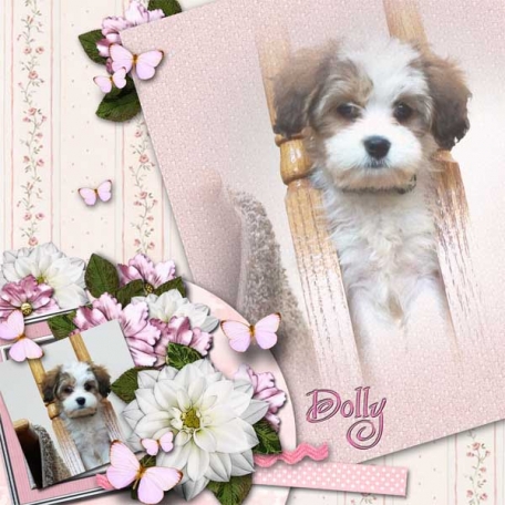 Dolly #2