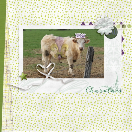 Charolais