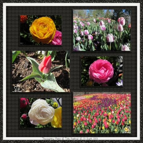 tulip festival 4/5