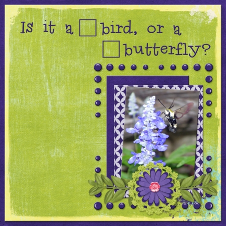 Is it a bird or a butterly?