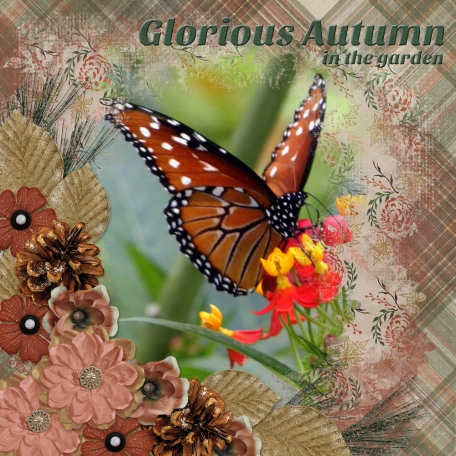 Glorious Autumn in the garden (JDunn)