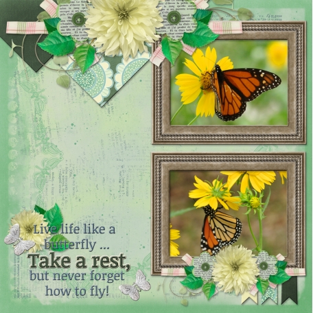 Live life like a butterfly ... (OTFD)