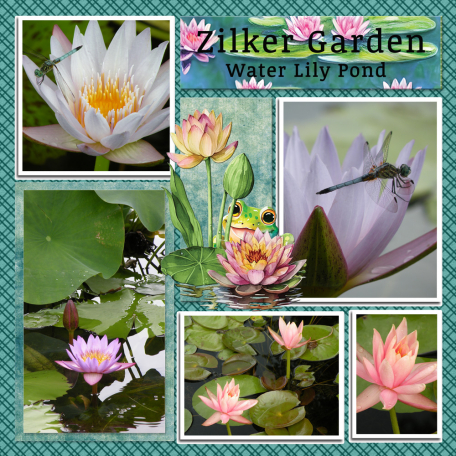 Zilker Gardens Water Lily Pond...6scr