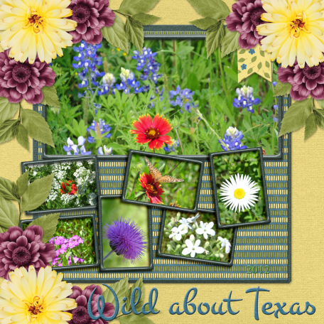 Wild about Texas-b...5wd