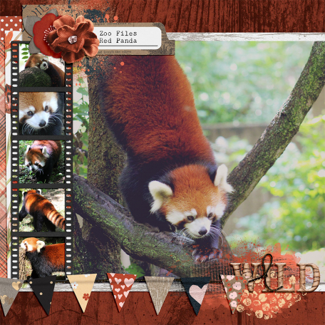 Zoo : Red Panda