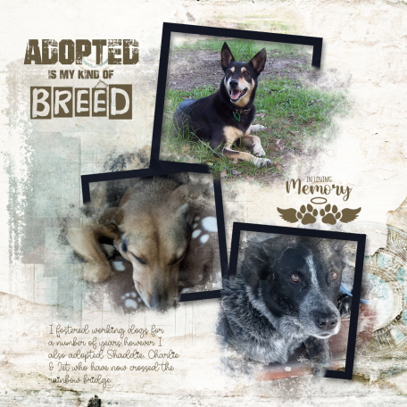 Adopted is my kind of Breed