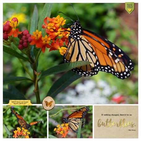 March 2017- Butterflies at Epcot