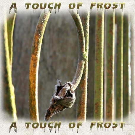 A touch of frost