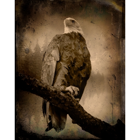 Eagle in the Morning--Vintage Overlay