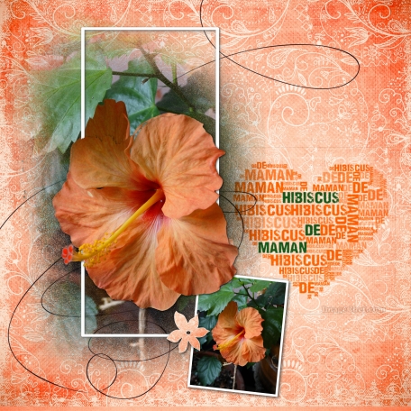 hibiscus