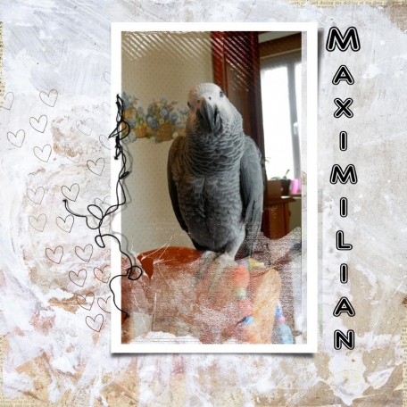 Max the parrot2