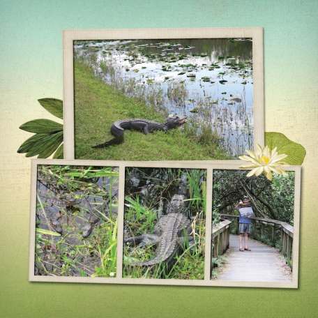 alligators in Everglades National Park