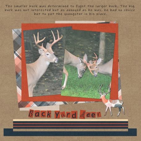 Backyard Deer