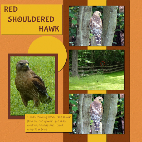 Red Shouldered Hawk