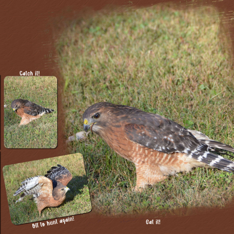 red shouldered hawk catch it eat it fly away